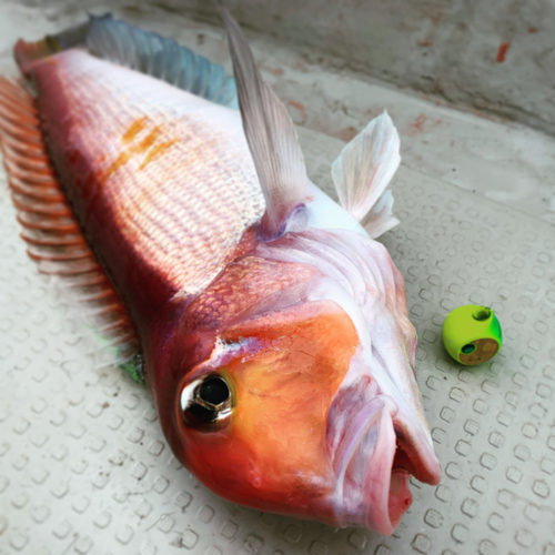 アマダイの釣果