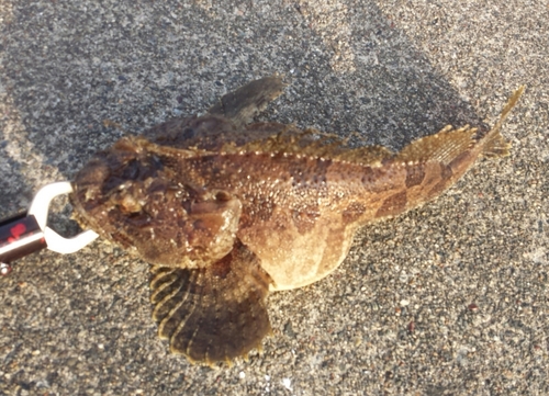 ケムシカジカの釣果