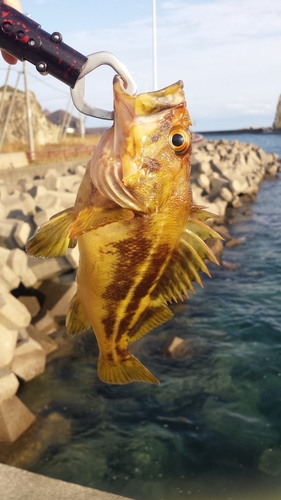 シマソイの釣果