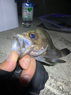 クロメバルの釣果