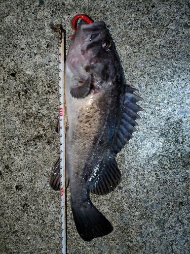 ソイの釣果