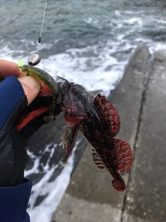 アナハゼの釣果