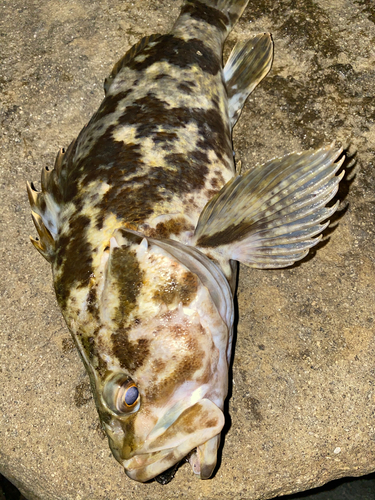 ベッコウゾイの釣果