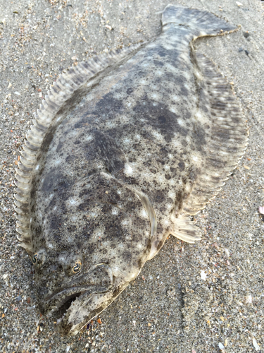 ヒラメの釣果