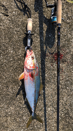 ツバスの釣果