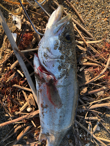 フッコ（マルスズキ）の釣果