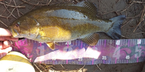 スモールマウスバスの釣果