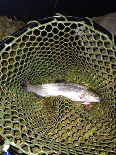 ニジマスの釣果