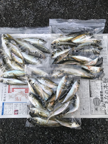 アジの釣果