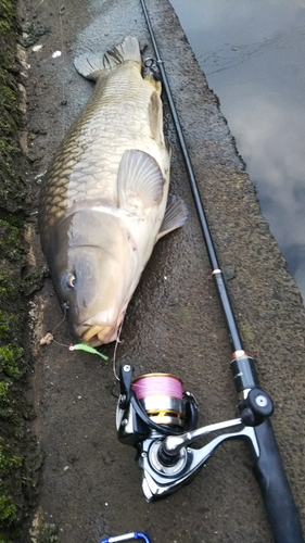 コイの釣果