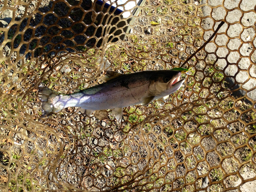 ニジマスの釣果