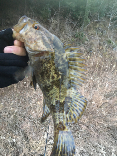 タケノコメバルの釣果