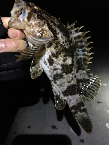 タケノコメバルの釣果