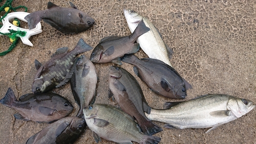 クチブトグレの釣果