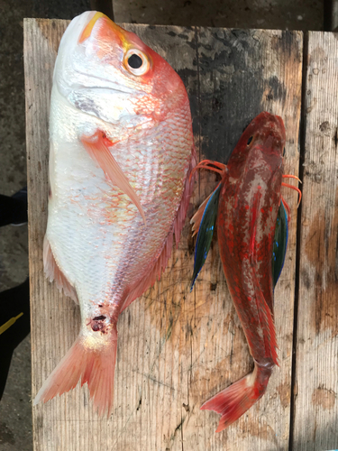 ホウボウの釣果