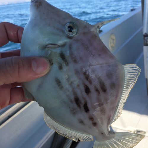 カワハギの釣果