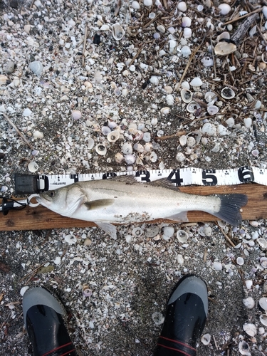 シーバスの釣果