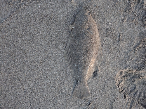 ソゲの釣果