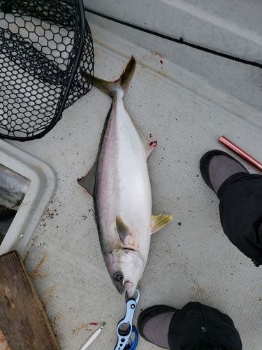 ヒラマサの釣果