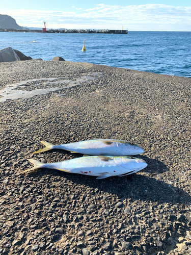 イナダの釣果