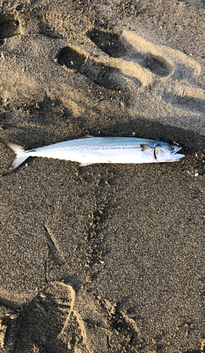 サゴシの釣果