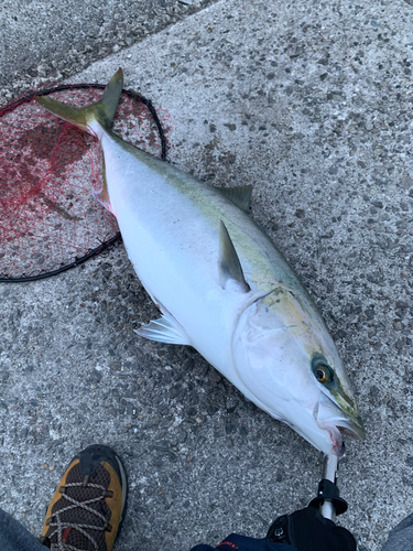 ブリの釣果