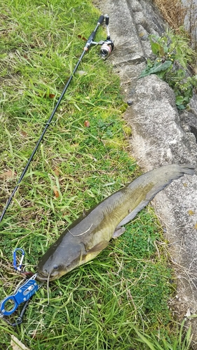 ナマズの釣果