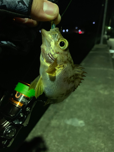 シロメバルの釣果