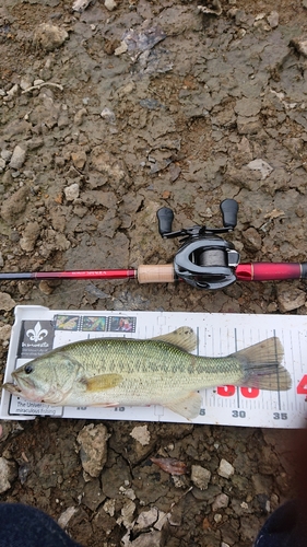 ブラックバスの釣果