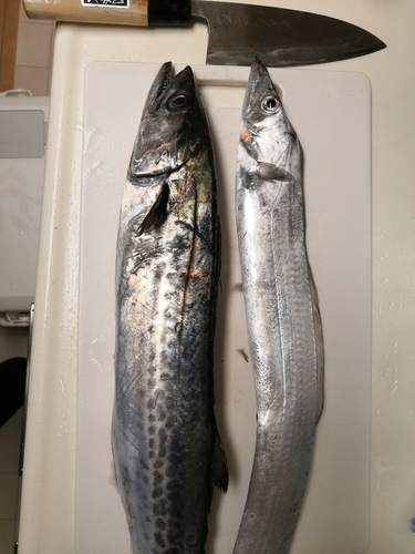 タチウオの釣果