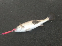 ニベの釣果