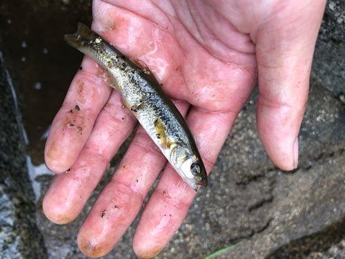 アブラハヤの釣果