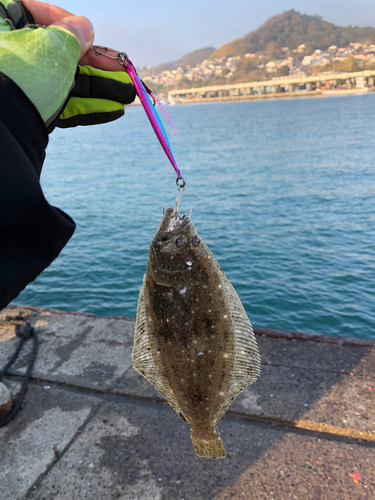 ヒラメの釣果