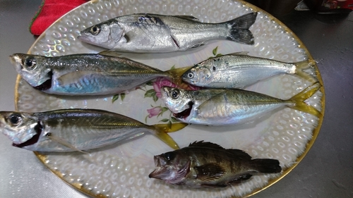 アジの釣果