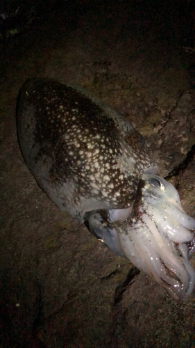 コウイカの釣果