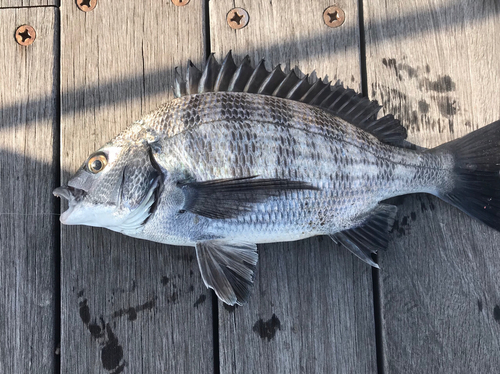 クロダイの釣果