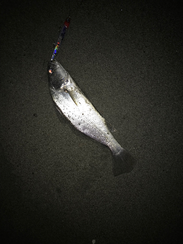 ニベの釣果