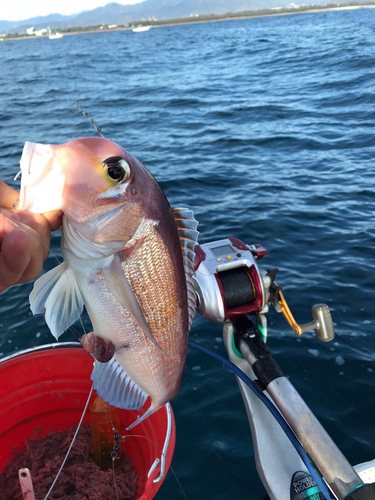 アマダイの釣果