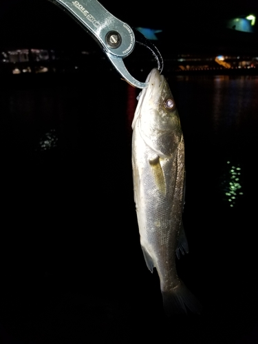 フッコ（マルスズキ）の釣果