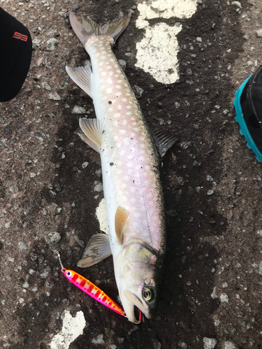 アメマスの釣果