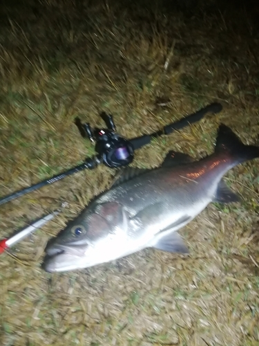 ヒラスズキの釣果