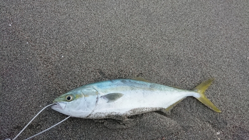 ワカシの釣果