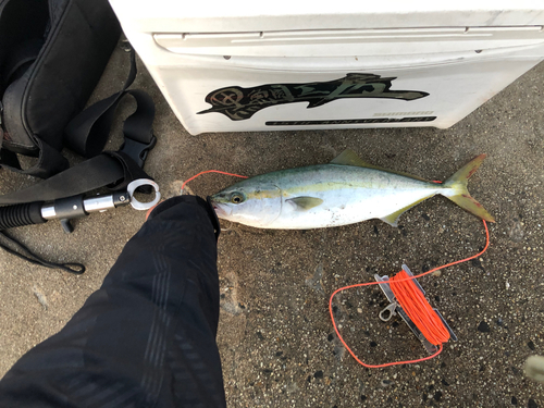 ツバスの釣果