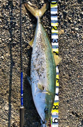 ブリの釣果