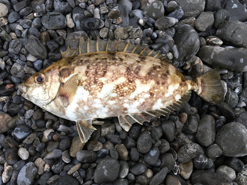 アイゴの釣果