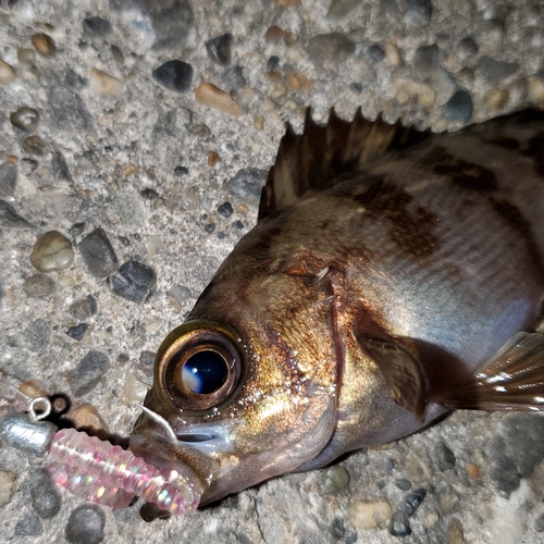 メバルの釣果