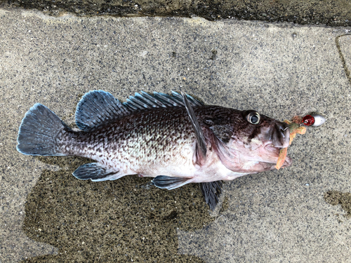 クロソイの釣果