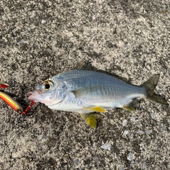 ダイミョウサギの釣果