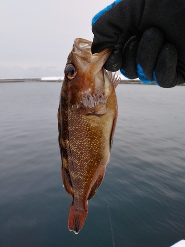 エゾメバルの釣果