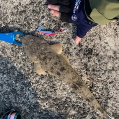 マゴチの釣果